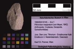 Foto (Objekt + Etiketten) von Pithonoton marginatum (von Meyer, 1842) (NHMW-GEO-1990-0041-0145)
